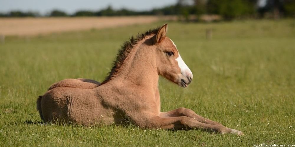 Southern Horse Names That Represent Their Friendliness