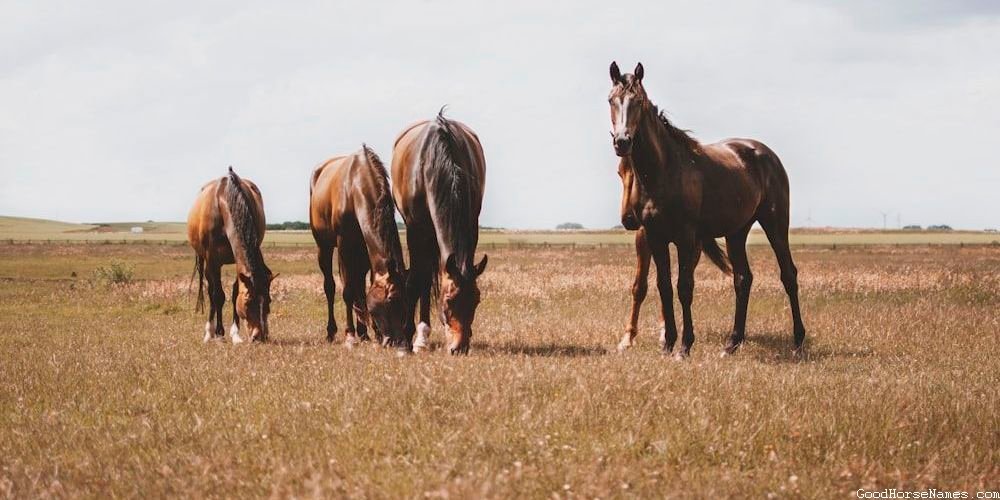 Southern Horse Names That Represent Their Gentleness