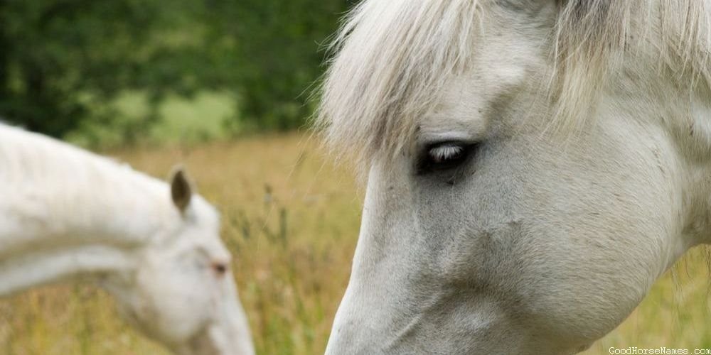 Spooky Horse Names That Represent Their Creepiness