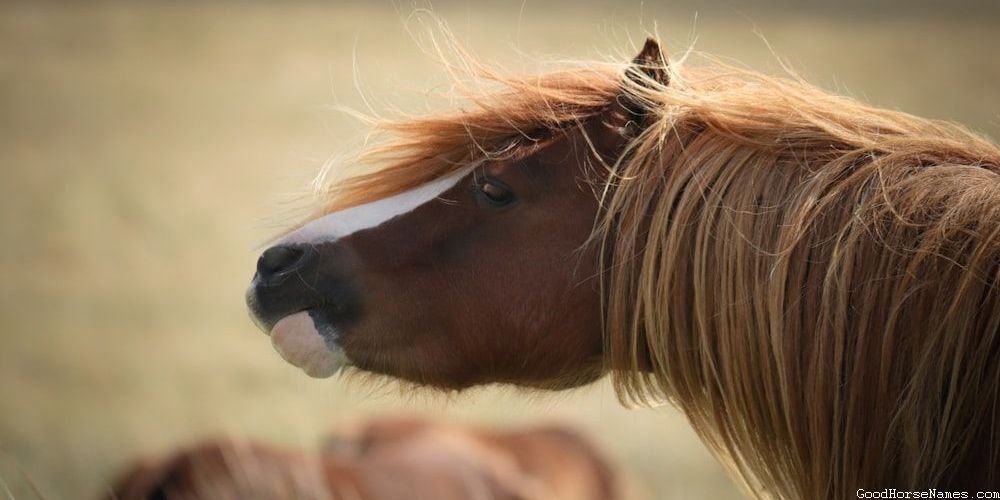 Stereotypical Horse Names That Represent Their Resilience