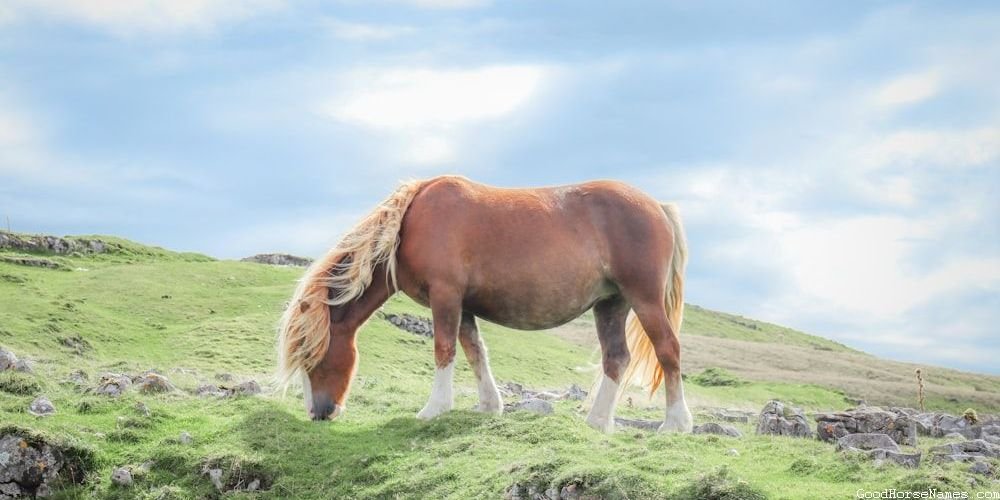 Striped Horse Names That Represent Their Alertness
