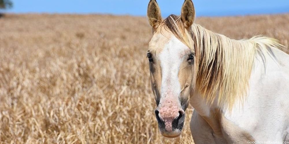 Tan Female Horse Names That Represent Their Beauty