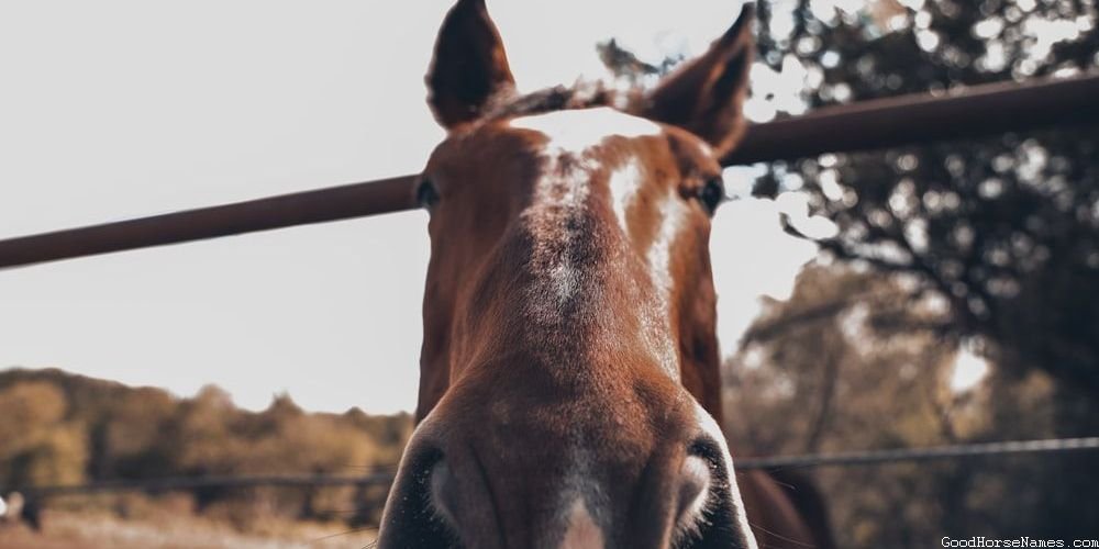 Tan Horse Names That Represent Their Eye-Catching Appearance