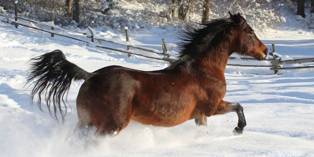 Turkish Horse Names That Represent Their Agility