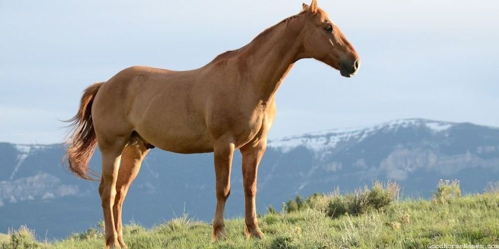 White and Brown Horse Names Inspired by Horse Characteristics