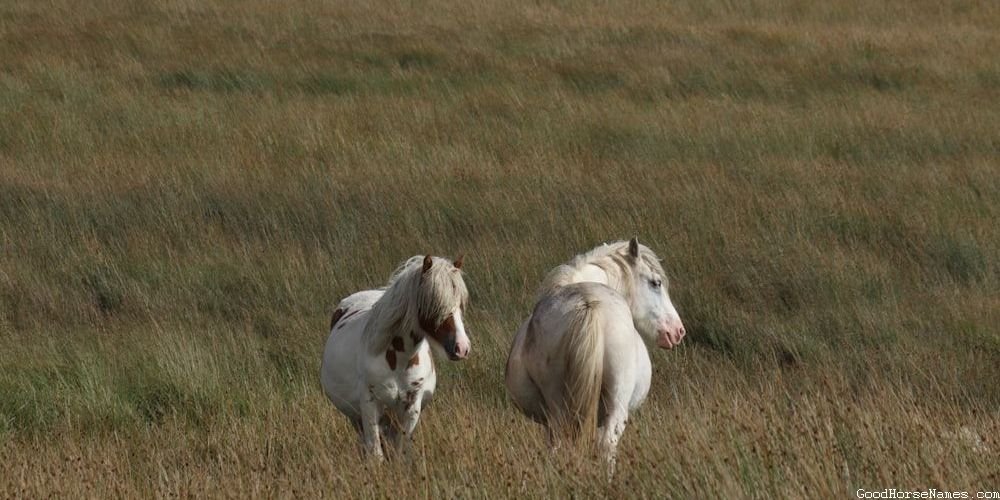 White and Brown Horse Names Inspired by Sports Team