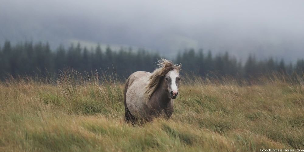 White Face Horse Names That Represent Their Endurance