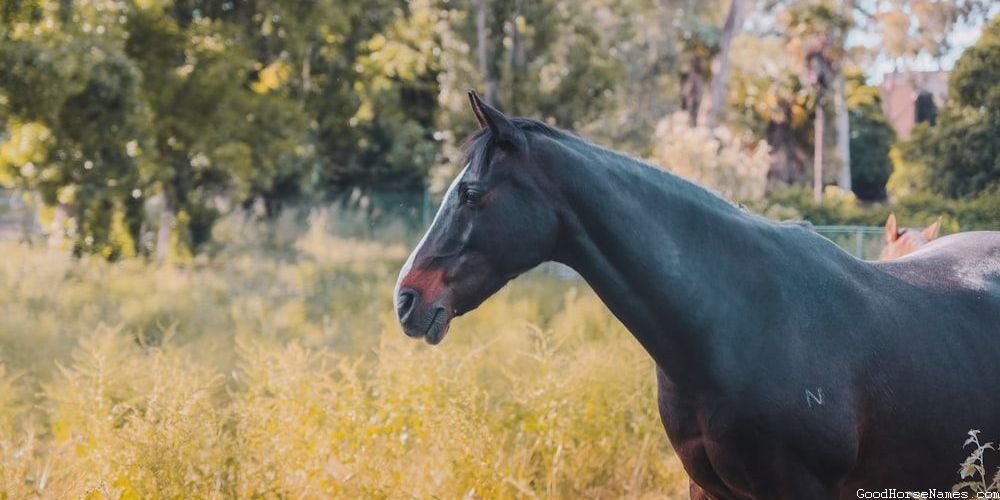 Witchy Horse Names That Represent Their Independence